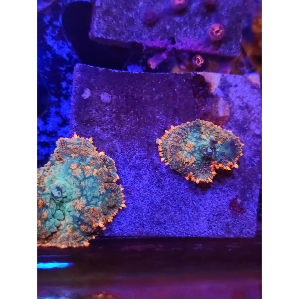 Lowcountry Coral Boys - Tequila Sunrise Mushroom Frag