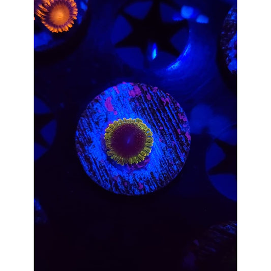 Thermosphere Zoanthid Frag WYSIWYG!