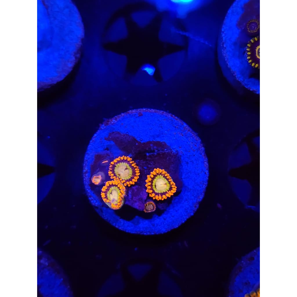 Tiger Hornet Zoanthid Frag WYSIWYG!