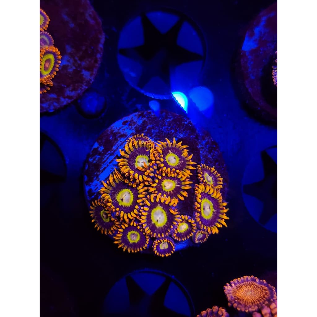 Tiger Hornet Zoanthid Frag WYSIWYG!