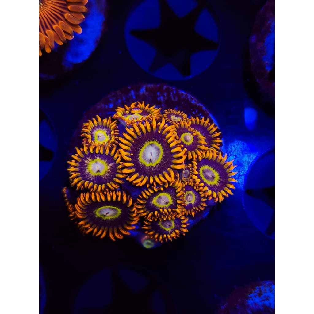 Tiger Hornet Zoanthid Frag WYSIWYG!