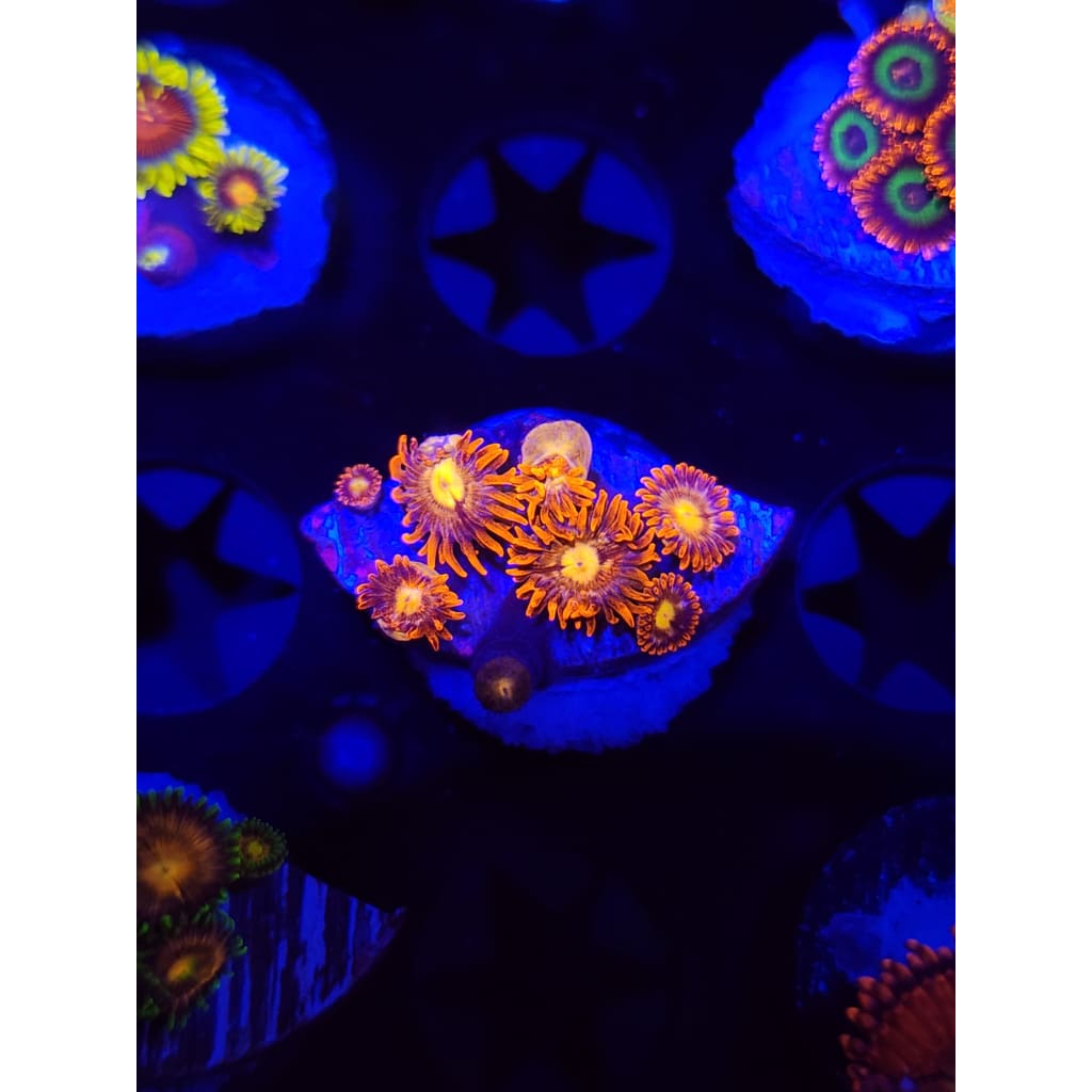 Treehouse of Horror Zoanthid Frag WYSIWYG!
