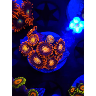 Treehouse of Horror Zoanthid Frag WYSIWYG!
