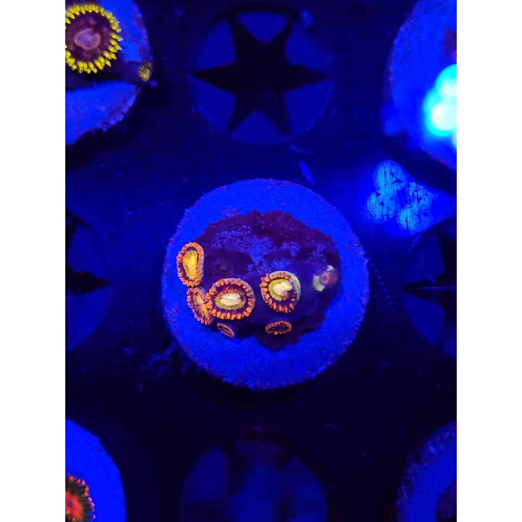 Treehouse of Horror Zoanthid Frag WYSIWYG!
