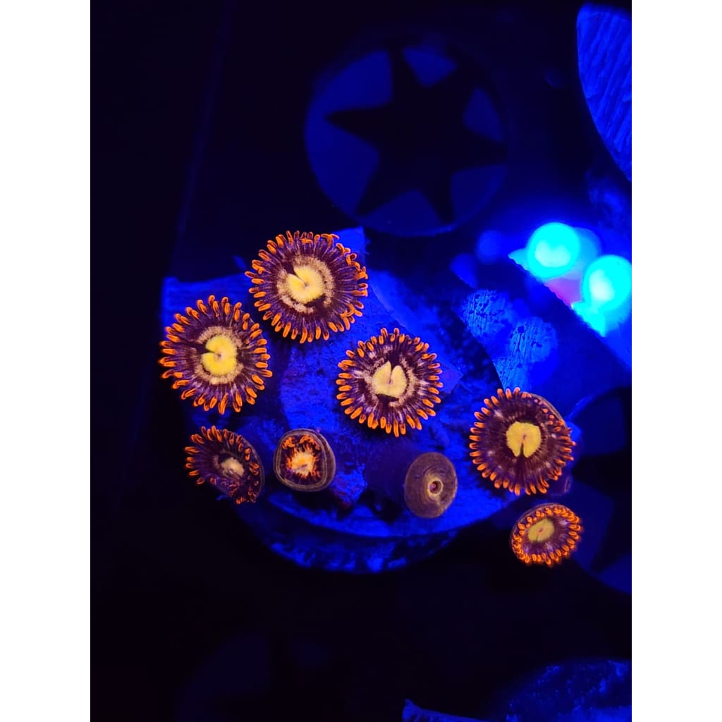 Treehouse of Horrors Zoanthid Frag WYSIWYG!