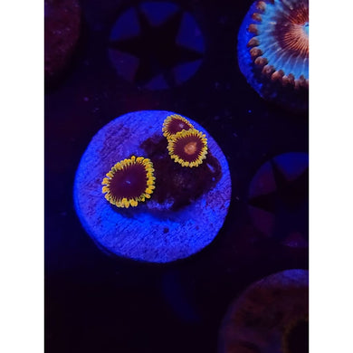 TSA Warp Drive Zoanthid Frag WYSIWYG!