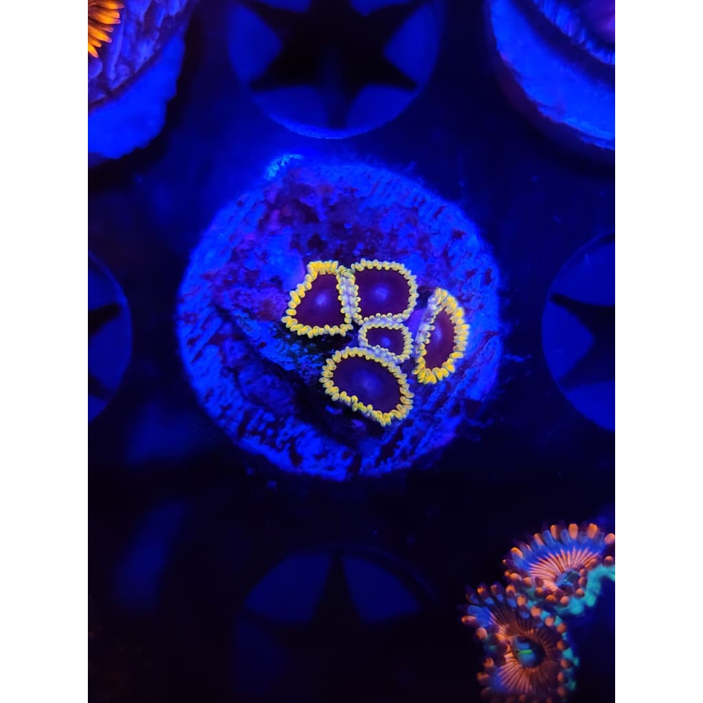 TSA Warp Drive Zoanthid Frag WYSIWYG!