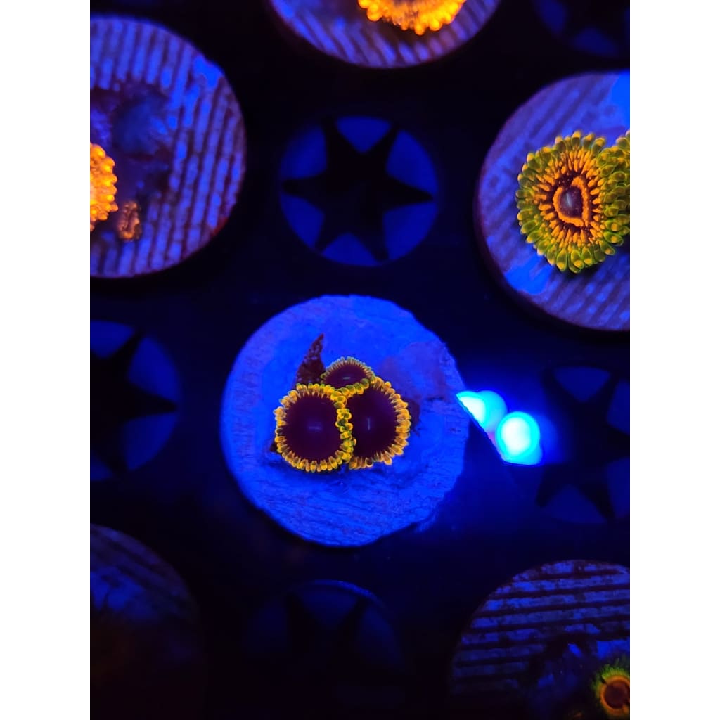 TSA Warp Drive Zoanthid Frag WYSIWYG!
