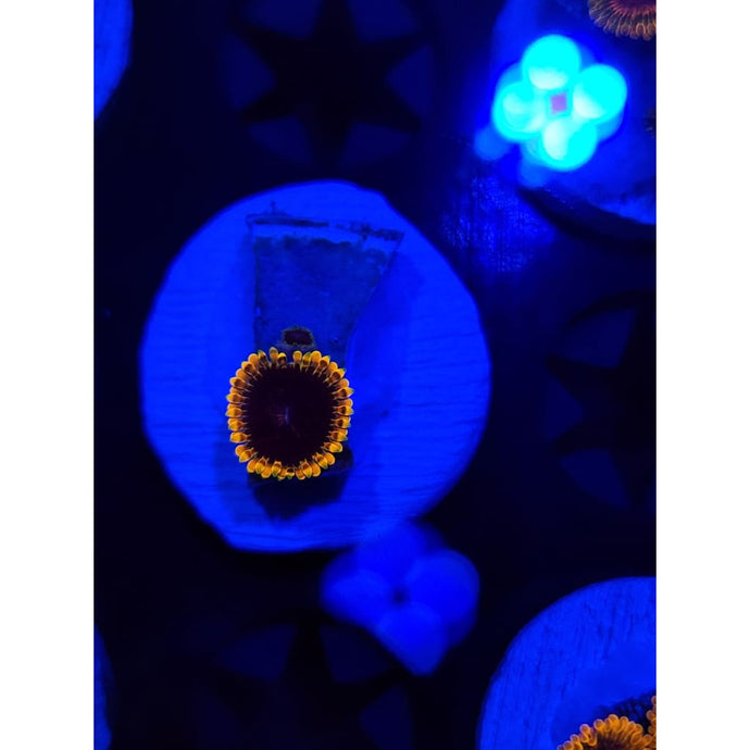 TSA Warp Drive Zoanthid Frag WYSIWYG!