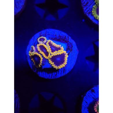 TSA Warp Drive Zoanthid Frag WYSIWYG!