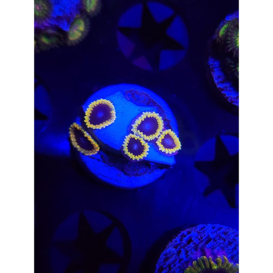 TSA Warp Drive Zoanthid Frag WYSIWYG!