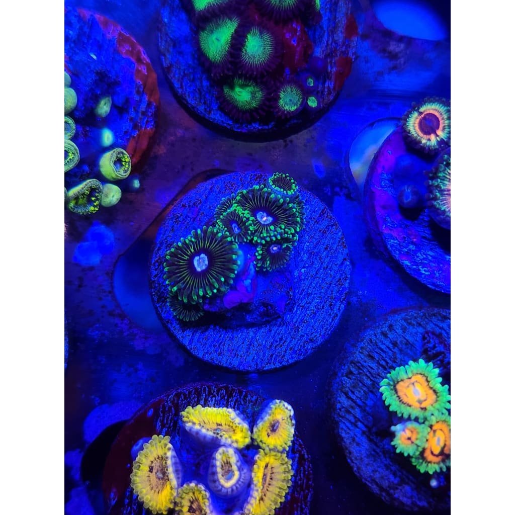 Tweetie Bird Zoanthid Frag WYSIWYG!