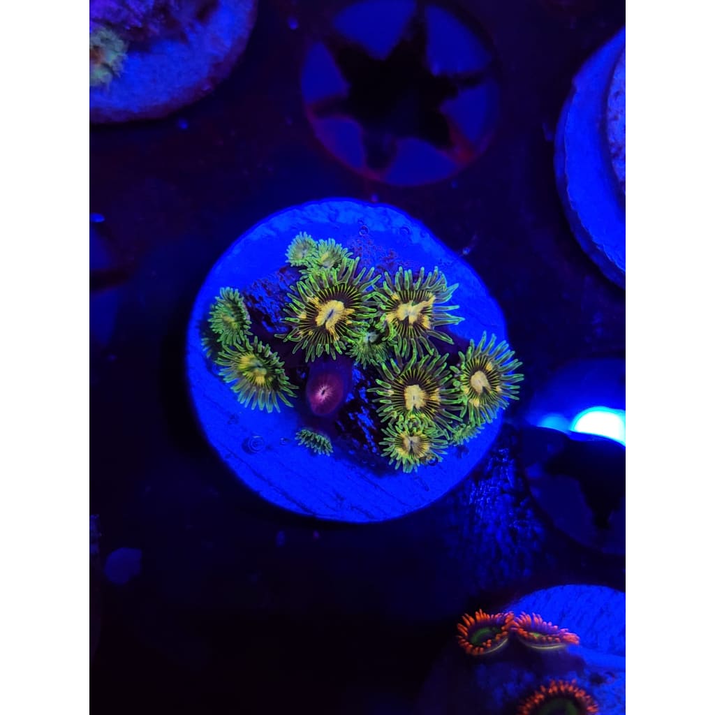 Tweety Bird Morph Zoanthid Frag WYSIWYG!