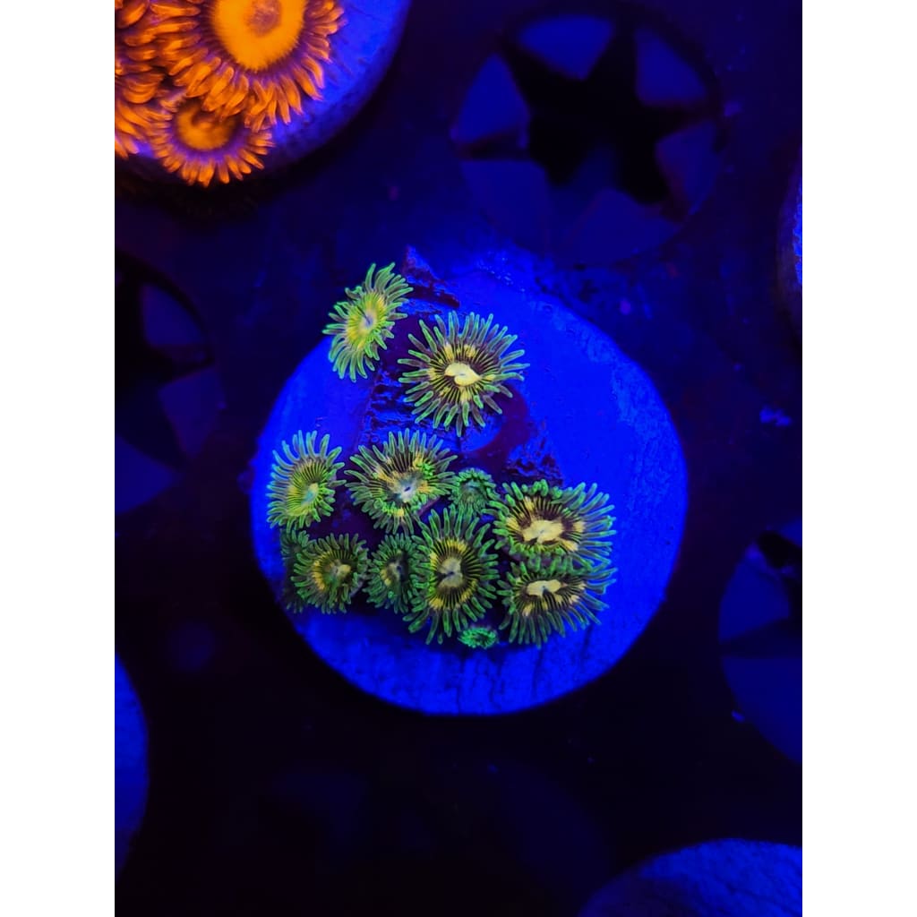 Tweety Bird Morph Zoanthid Frag WYSIWYG!