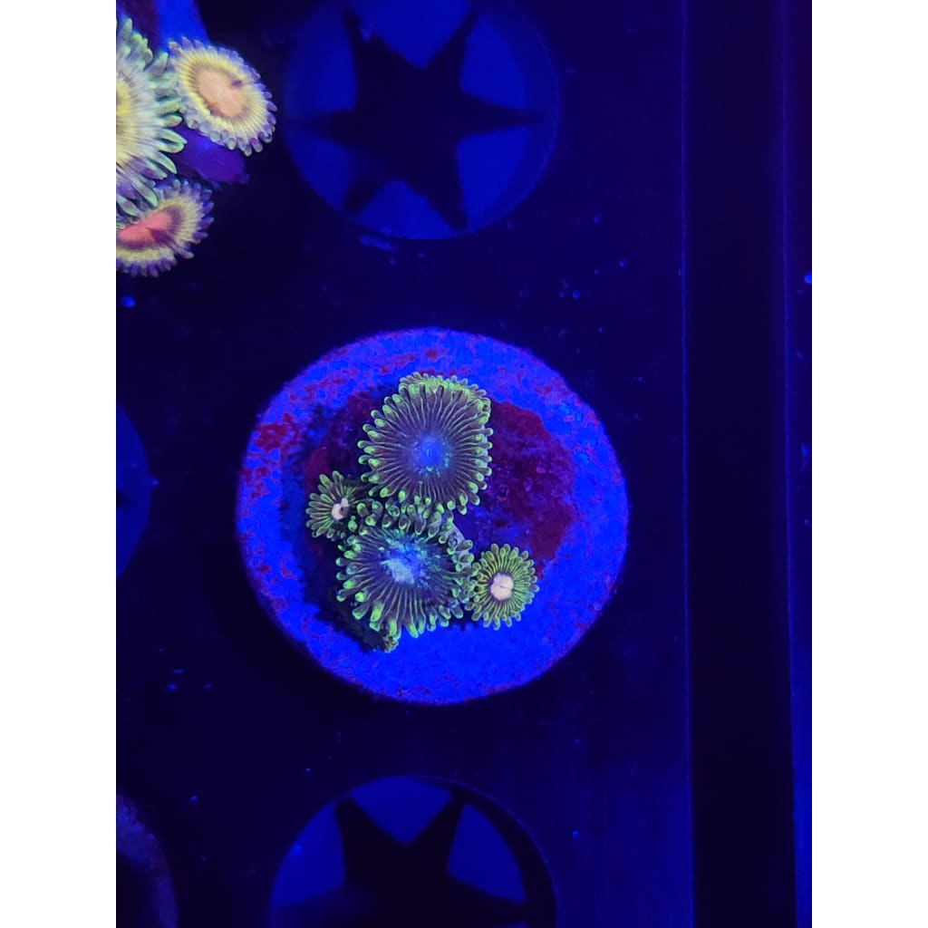 Tweety Bird Zoanthid Frag WYSIWYG!