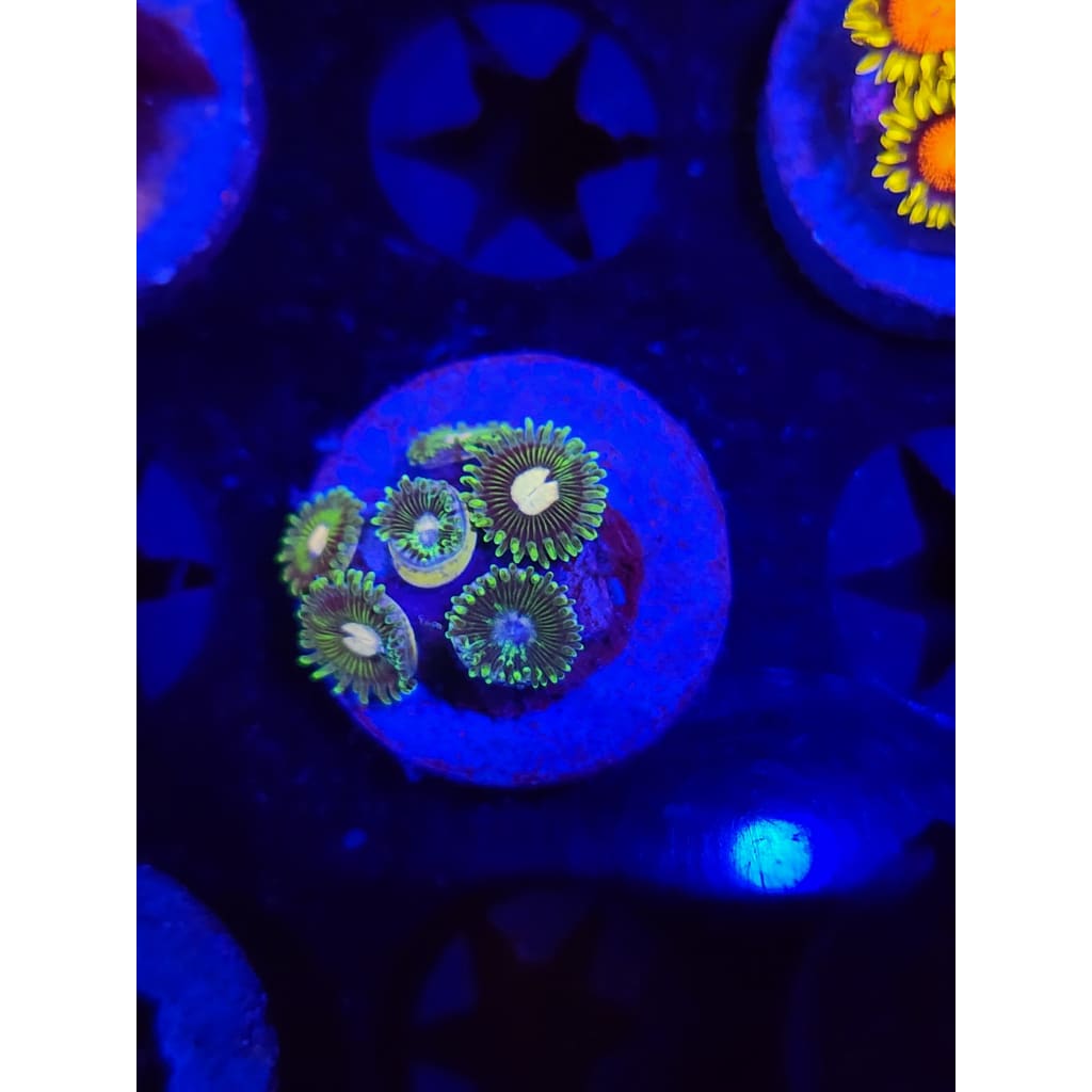 Tweety Bird Zoanthid Frag WYSIWYG!