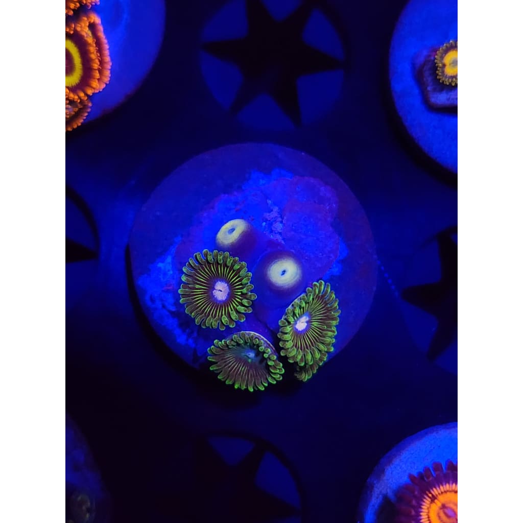 Tweety Bird Zoanthid Frag WYSIWYG!