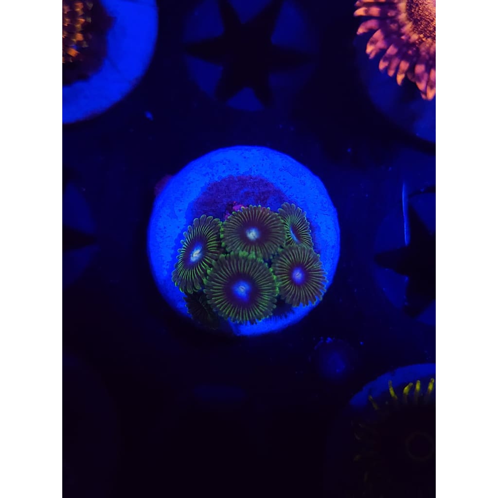 Tweety Bird Zoanthid Frag WYSIWYG!