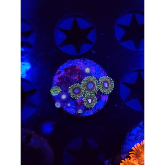 Tweety Bird Zoanthid Frag WYSIWYG!
