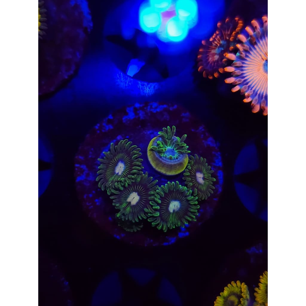 Tweety Bird Zoanthid Frag WYSIWYG!