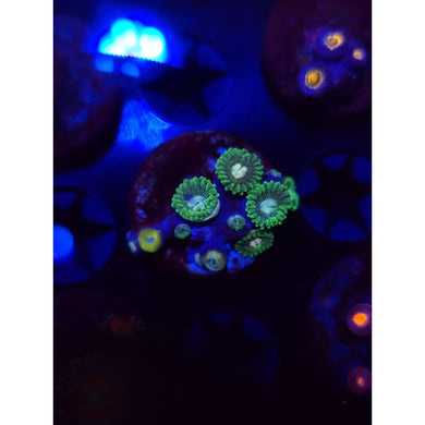 Tweety Bird Zoanthid Frag WYSIWYG!
