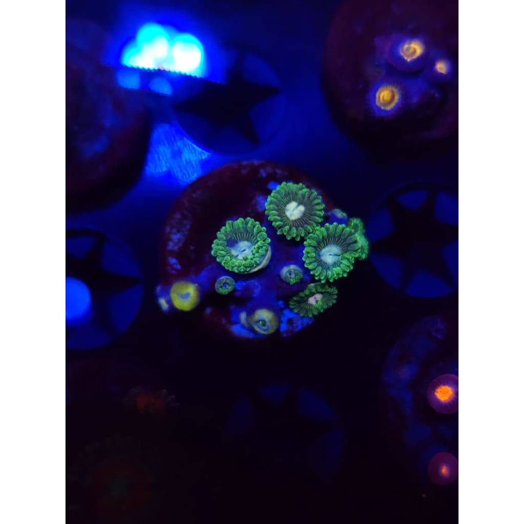 Tweety Bird Zoanthid Frag WYSIWYG!
