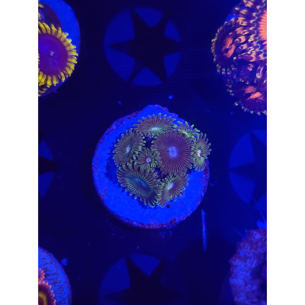 Tweety Bird Zoanthid Frag WYSIWYG!