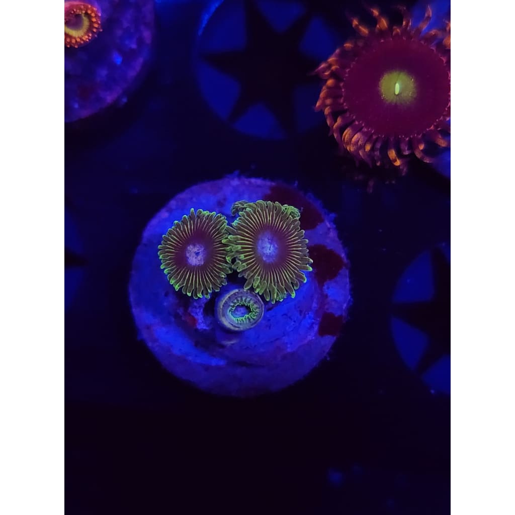 Tweety Bird Zoanthid Frag WYSIWYG!