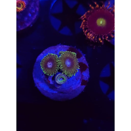 Tweety Bird Zoanthid Frag WYSIWYG!
