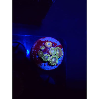 Tweety Bird Zoanthid Frag WYSIWYG!