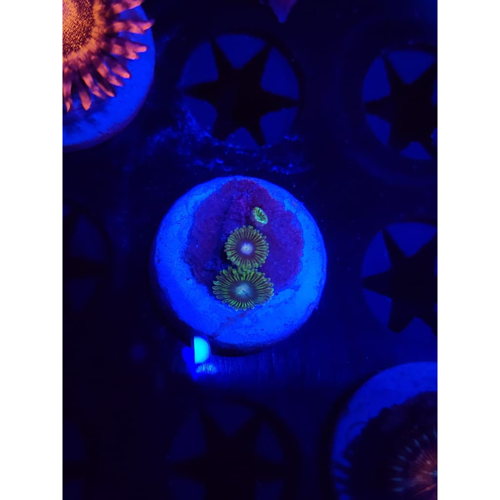Tweety Bird Zoanthid Frag WYSIWYG!