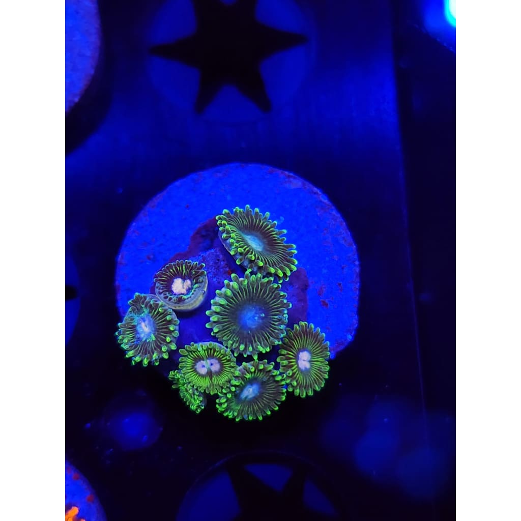 Tweety Bird Zoanthid Frag WYSIWYG!