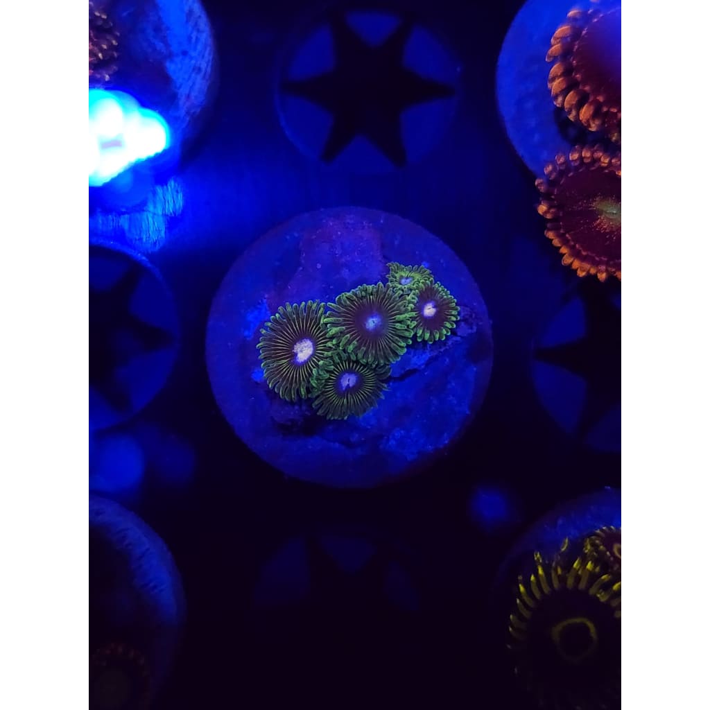 Tweety Bird Zoanthid Frag WYSIWYG!