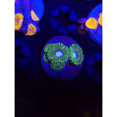 Tweety Bird Zoanthid Frag WYSIWYG!