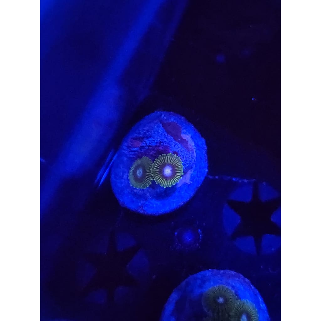 Tweety Bird Zoanthid Frag WYSIWYG!