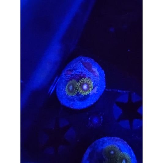 Tweety Bird Zoanthid Frag WYSIWYG!