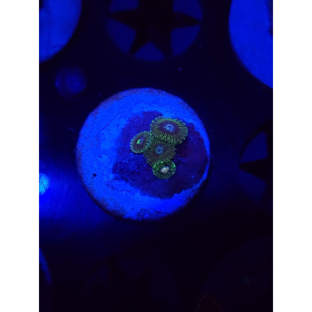 Tweety Bird Zoanthid Frag WYSIWYG!