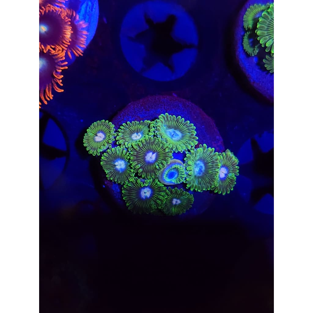 Tweety Bird Zoanthid Frag WYSIWYG!
