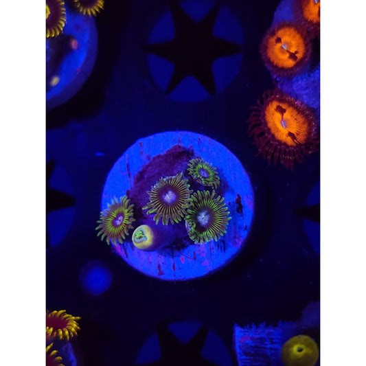 Tweety Bird Zoanthid Frag WYSIWYG!