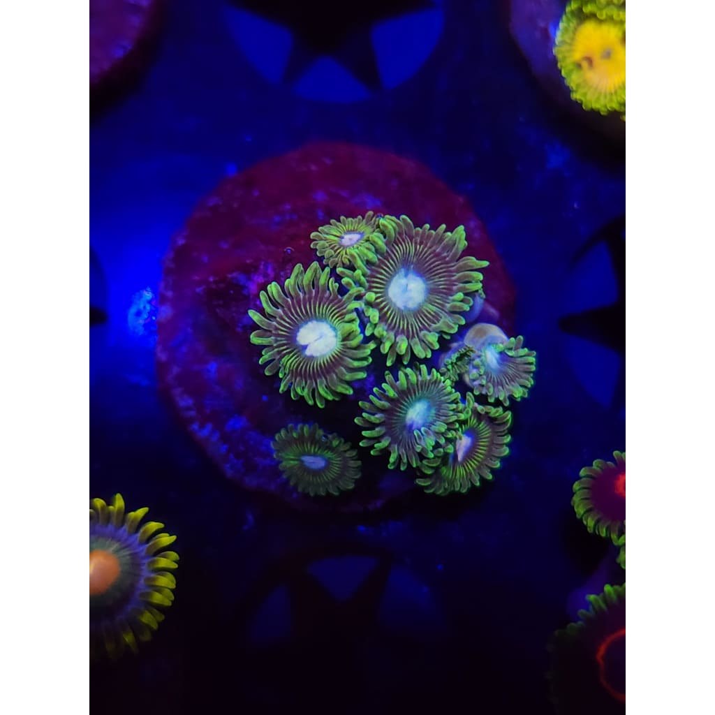 Tweety Bird Zoanthid Frag WYSIWYG!