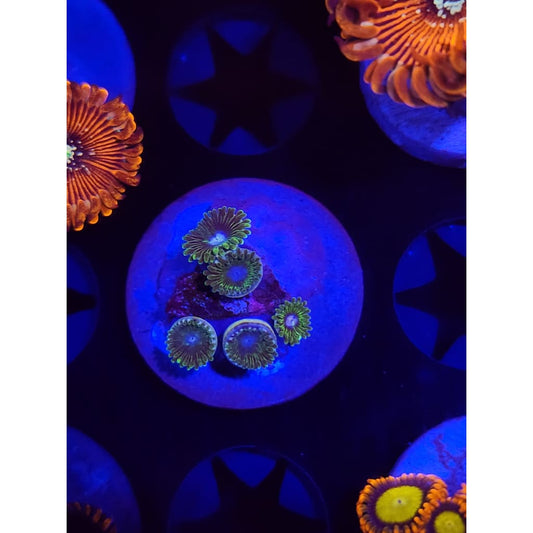Tweety Bird Zoanthid Frag WYSIWYG!
