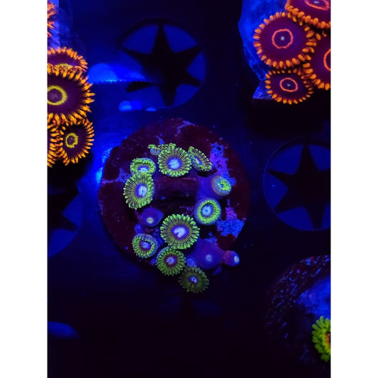 Tweety Bird Zoanthid Frag WYSIWYG!