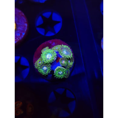 Tweety Bird Zoanthid Frag WYSIWYG!