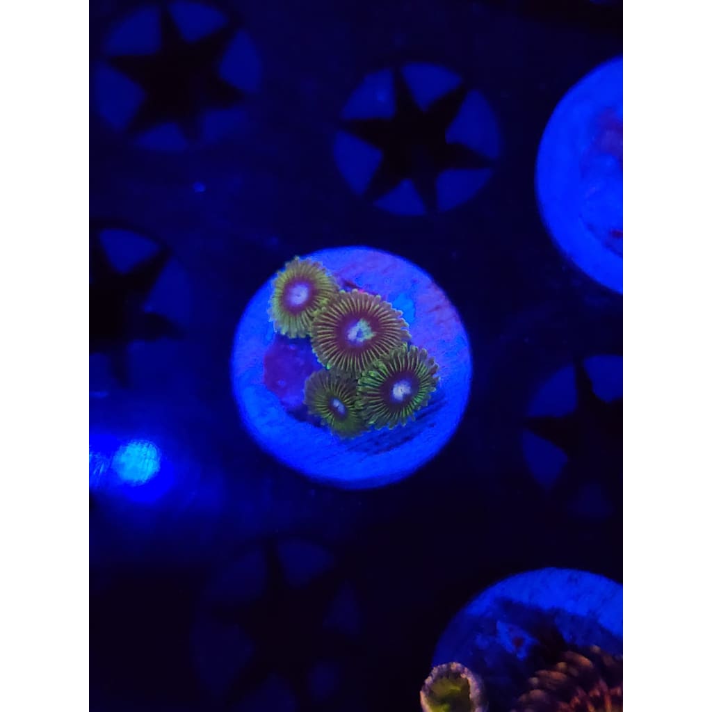 Tweety Bird Zoanthid Frag WYSIWYG!