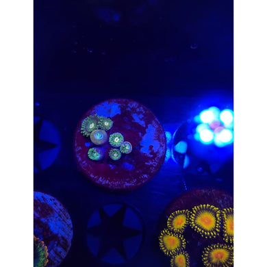 Tweety Bird Zoanthid Frag WYSIWYG!