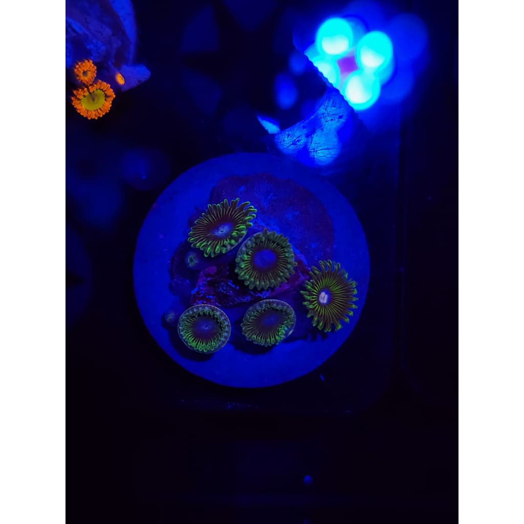 Tweety Bird Zoanthid Frag WYSIWYG!