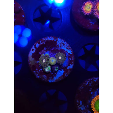 Tweety Bird Zoanthid Frag WYSIWYG!