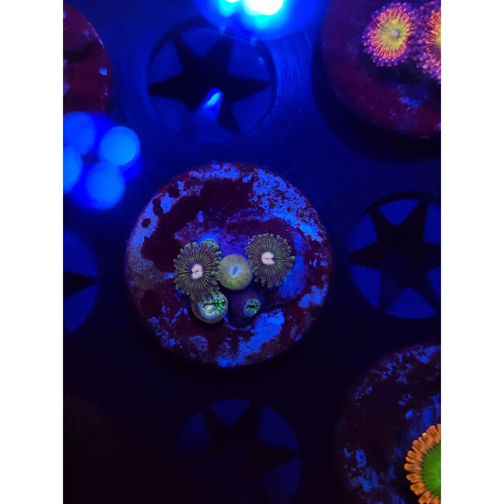 Tweety Bird Zoanthid Frag WYSIWYG!