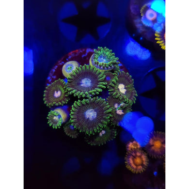 Tweety Bird Zoanthid Frag WYSIWYG!