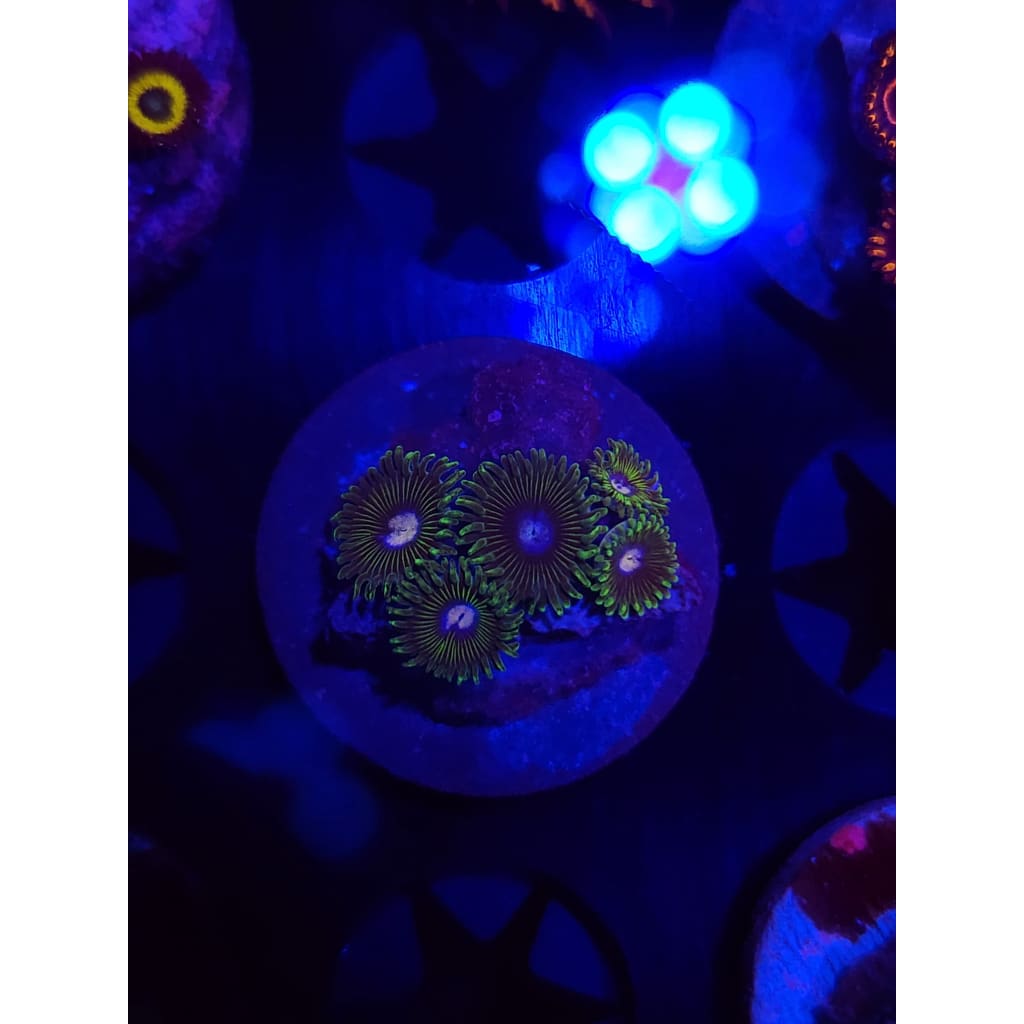 Tweety Bird Zoanthid Frag WYSIWYG!